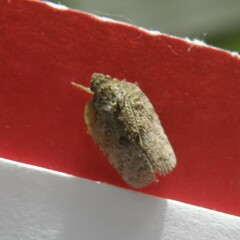 Flatoidinus punctatus