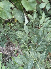 Eragrostis spectabilis