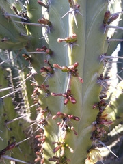 Myrtillocactus geometrizans