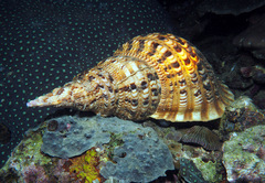 Charonia tritonis
