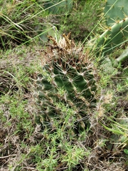 Hamatocactus setispinus