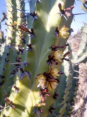 Myrtillocactus geometrizans