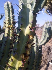 Myrtillocactus geometrizans