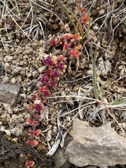Thymus praecox britannicus
