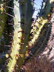 Myrtillocactus geometrizans