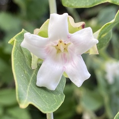 Araujia sericifera