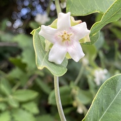 Araujia sericifera