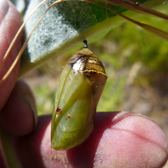 Lygaeus kalmii kalmii