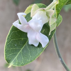 Araujia sericifera