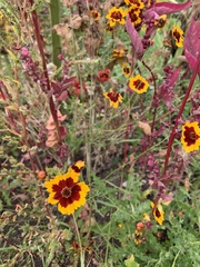 Coreopsis tinctoria