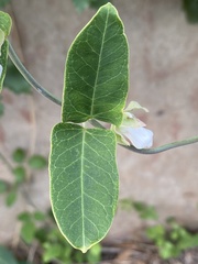 Araujia sericifera