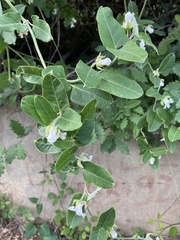 Araujia sericifera