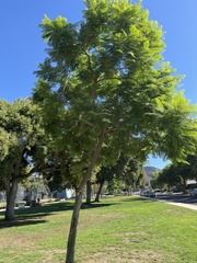 Koelreuteria bipinnata