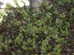Jungermannia atrovirens