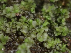 Jungermannia atrovirens