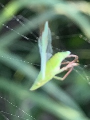 Rhynchomitra