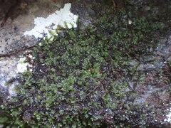 Jungermannia atrovirens