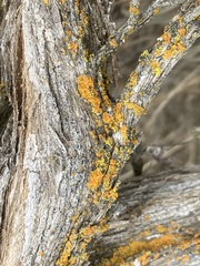 Xanthomendoza
