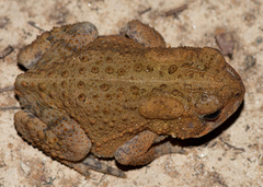 Anaxyrus americanus charlesmithi