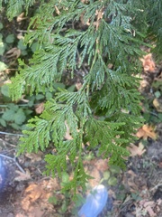 Thuja