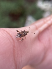 Harmostes fraterculus