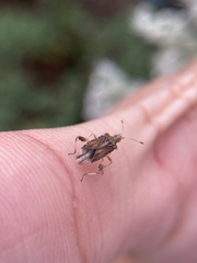 Harmostes fraterculus