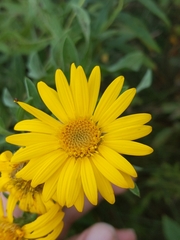 Heterotheca camporum