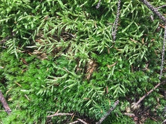 Pleurozium schreberi