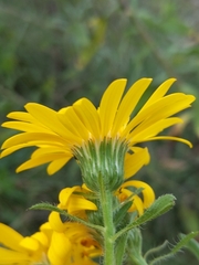 Heterotheca camporum