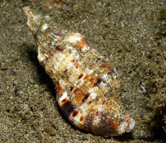 Colubraria muricata