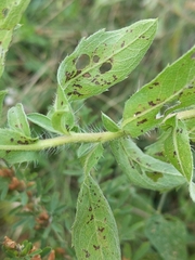Heterotheca camporum