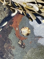 Testudinalia testudinalis