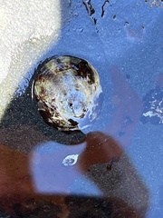 Testudinalia testudinalis