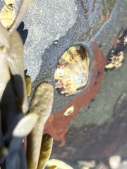 Testudinalia testudinalis