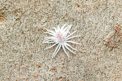 Cryptolaemus montrouzieri