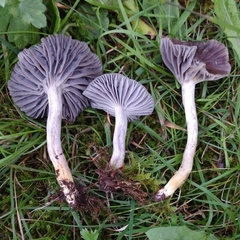 Cuphophyllus flavipes