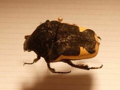 Gymnetis holosericea