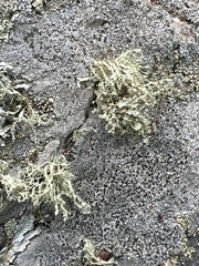 Ramalina americana