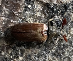 Sandalus