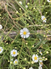 Symphyotrichum firmum
