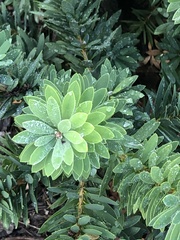 Tephrosia virginiana