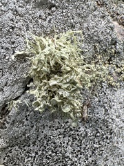 Ramalina americana