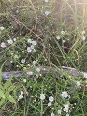 Symphyotrichum firmum