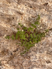 Perityle tenella