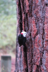 Dryobates albolarvatus