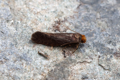 Cephimallota crassiflavella