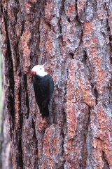 Dryobates albolarvatus