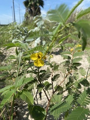 Chamaecrista fasciculata