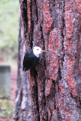 Dryobates albolarvatus