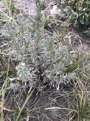 Artemisia tridentata